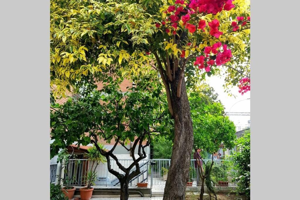 Bouganville House Trastevere * Rom